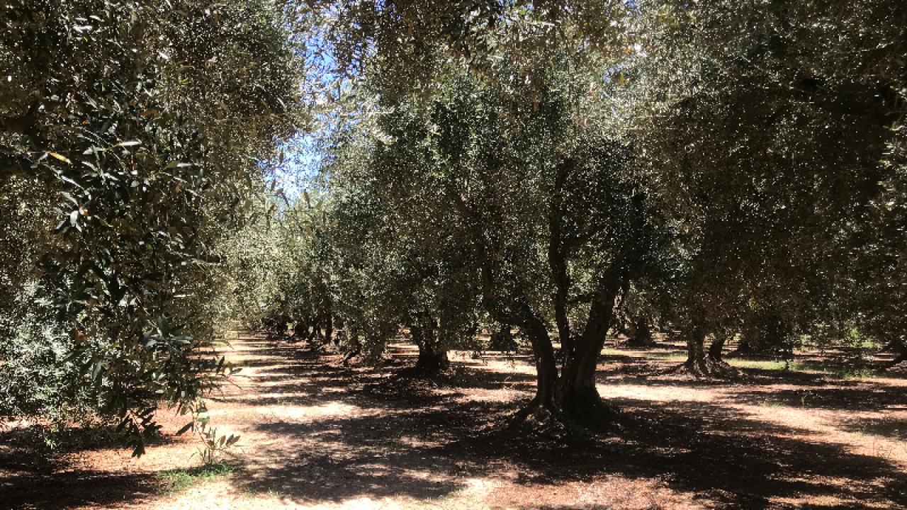 Olive trees in an orchard
