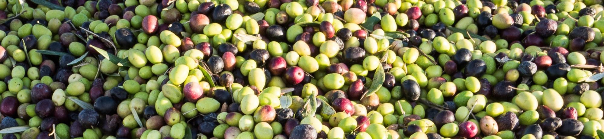olives in a bin