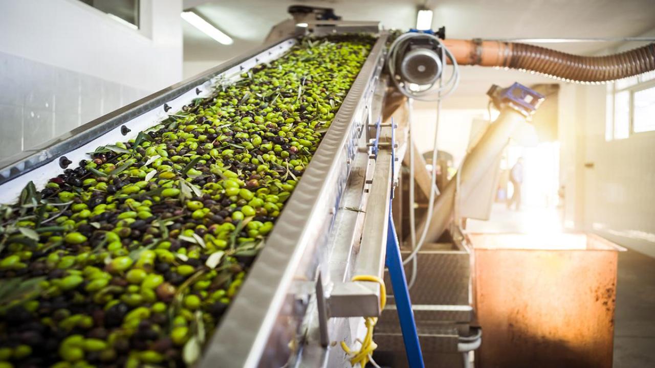 olive assembly tray