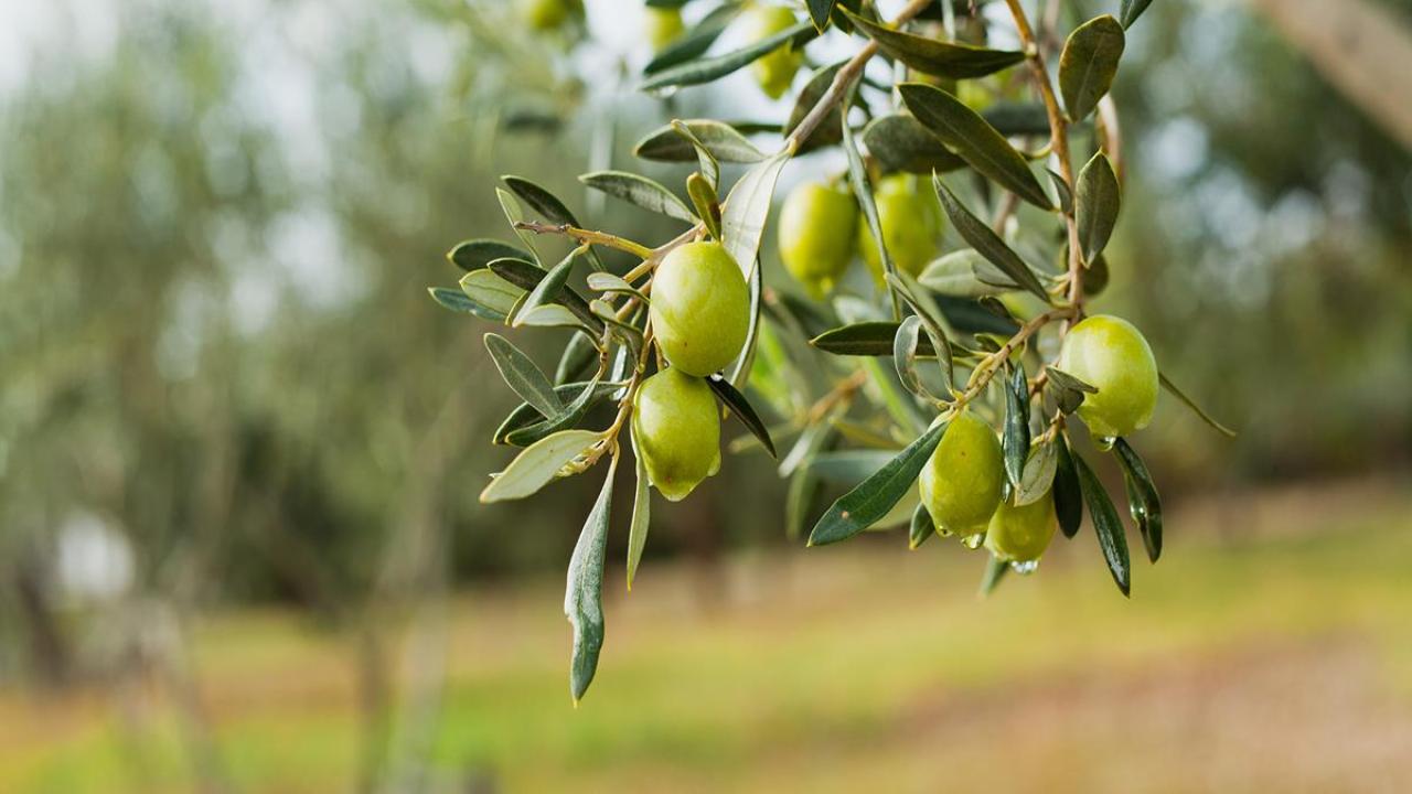 Olives on a tree