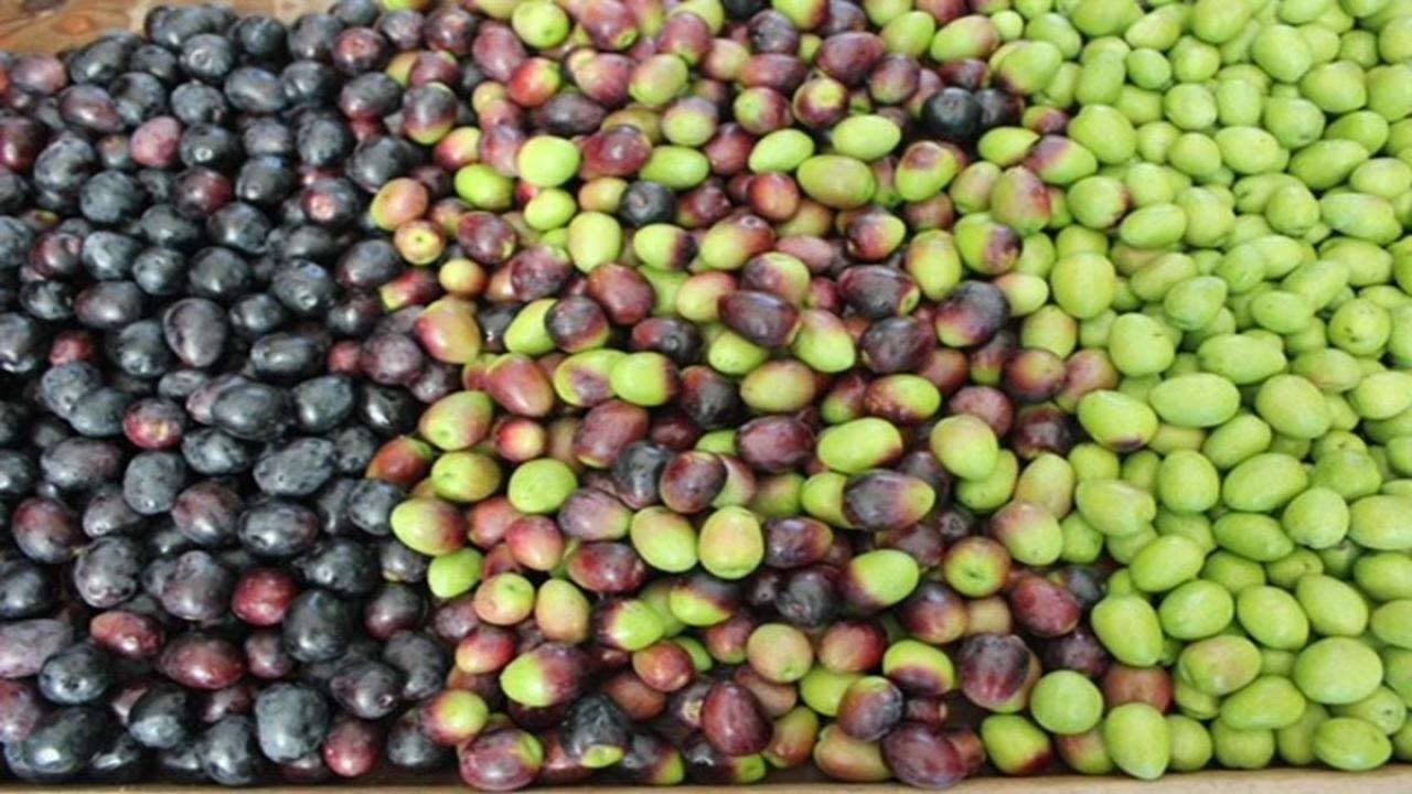 color coded olives