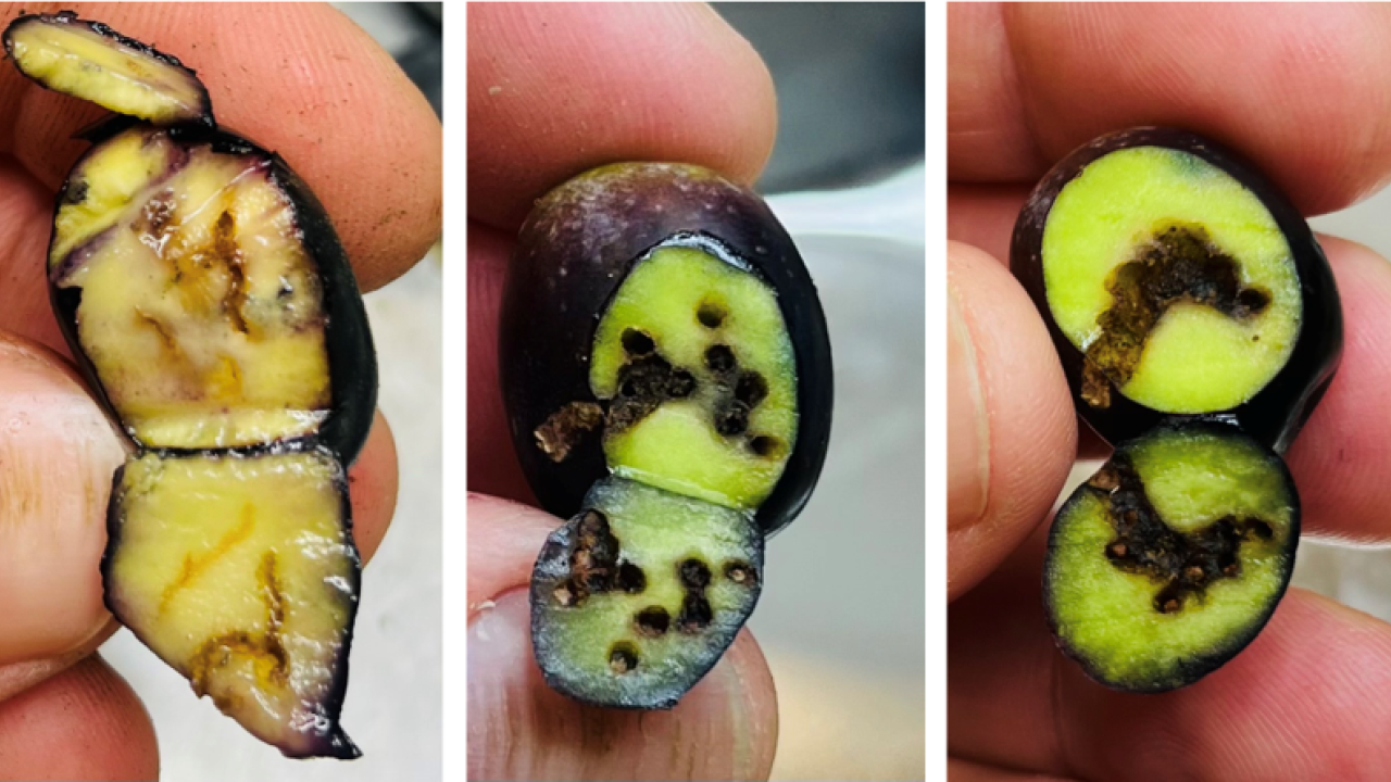 Olive fly examples