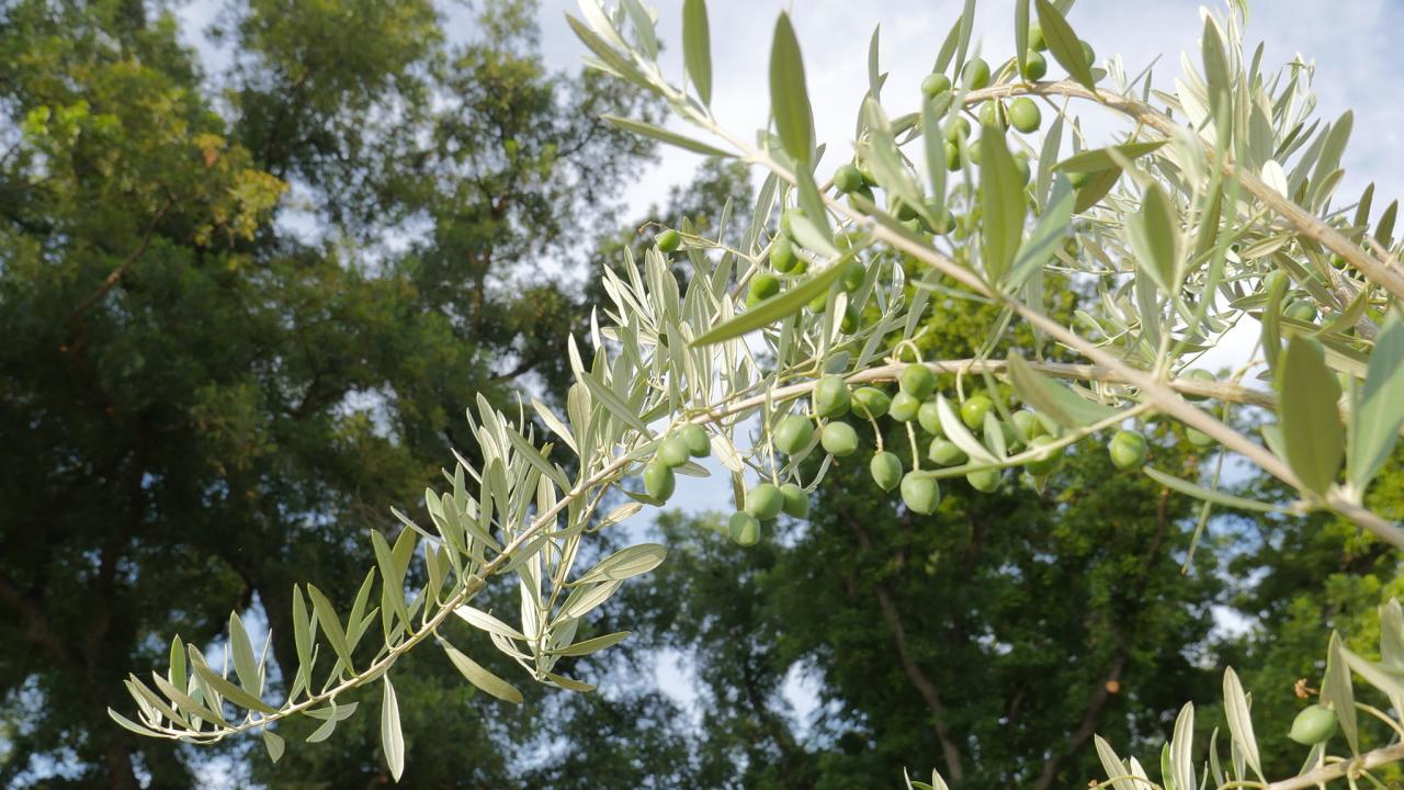 Olives on a branch