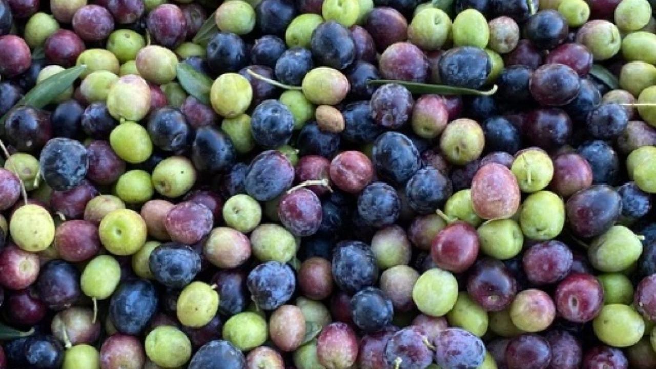 bunch of olives