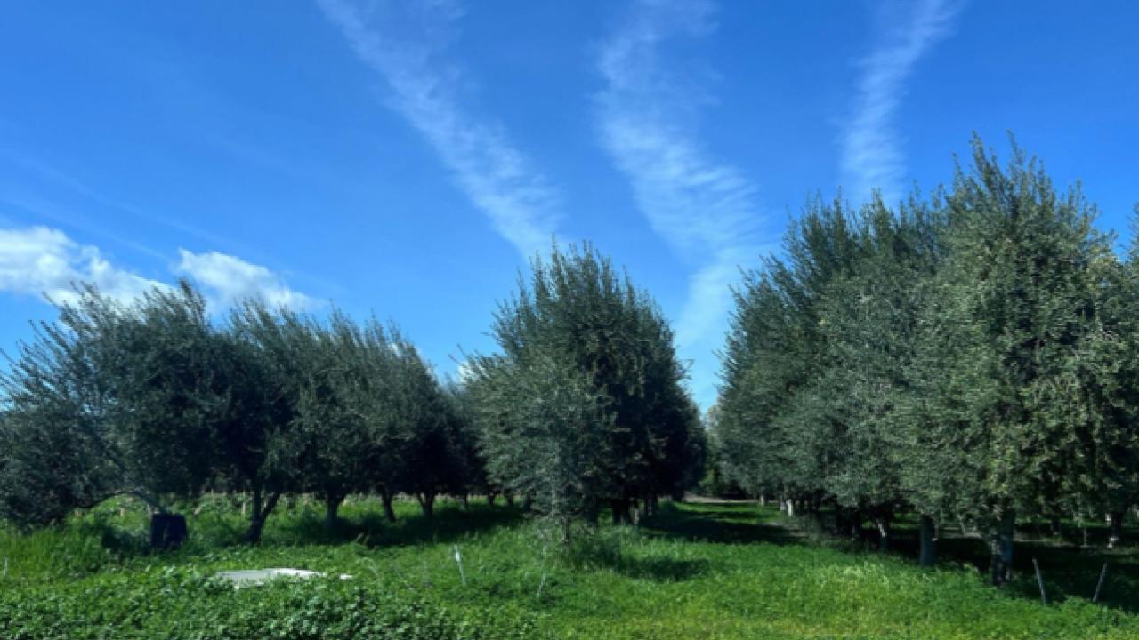 field with trees and blue skies
