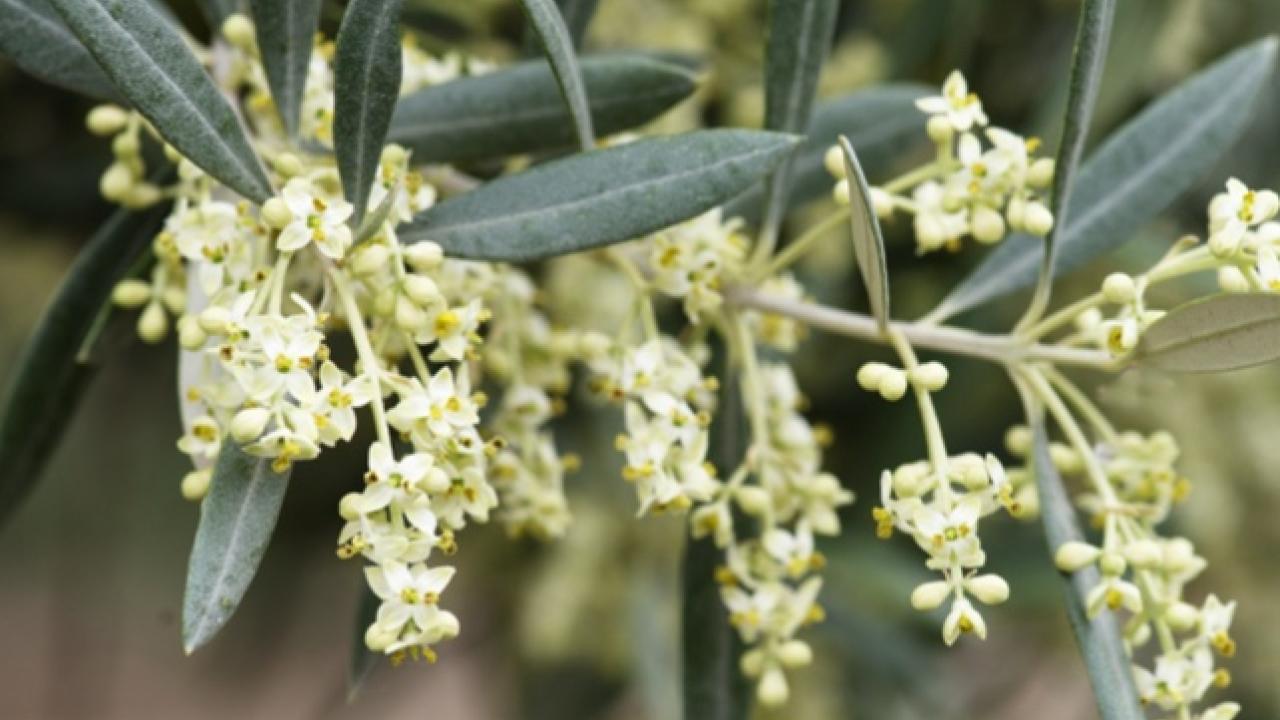Olive tree in bloom