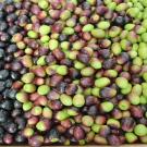 color coded olives