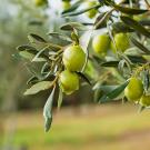 Olive on tree with rain water