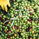 Gloves over a bunch of olives