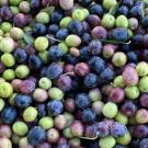 bunch of olives