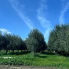 field with trees and blue skies