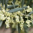 Olive tree in bloom