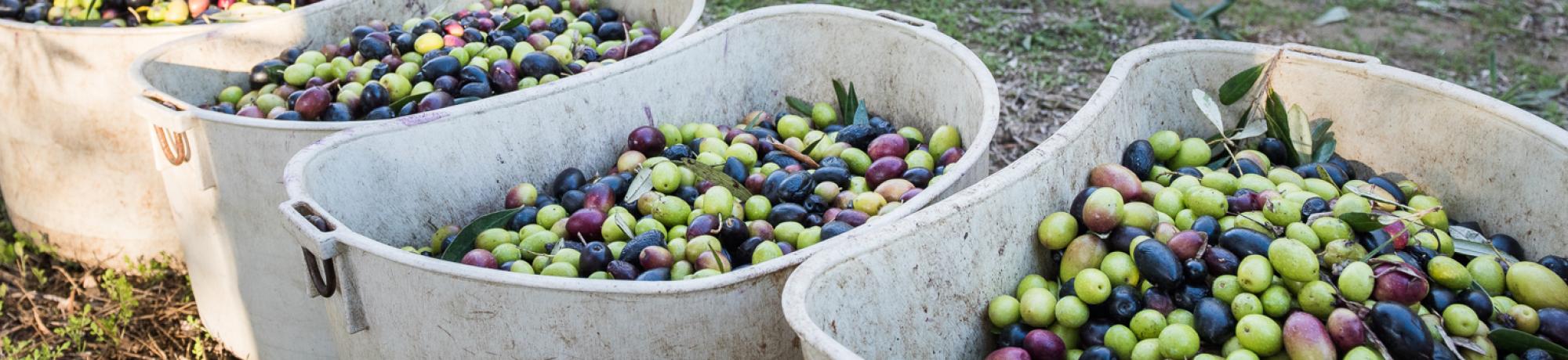 barrels of olive