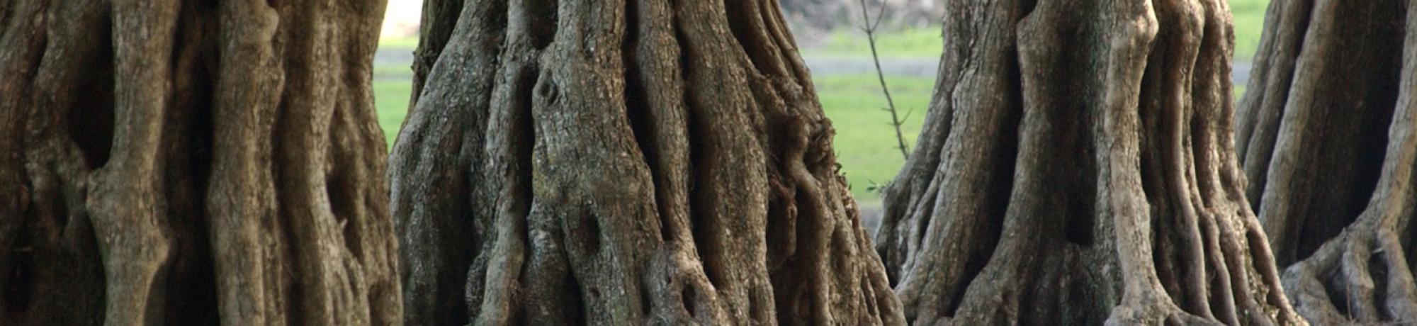 Trees