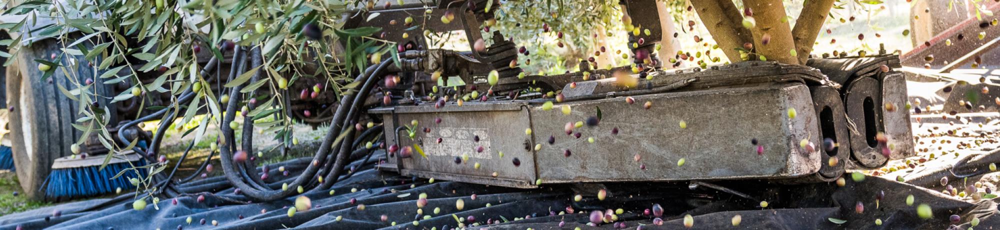 tractor harvesting olives